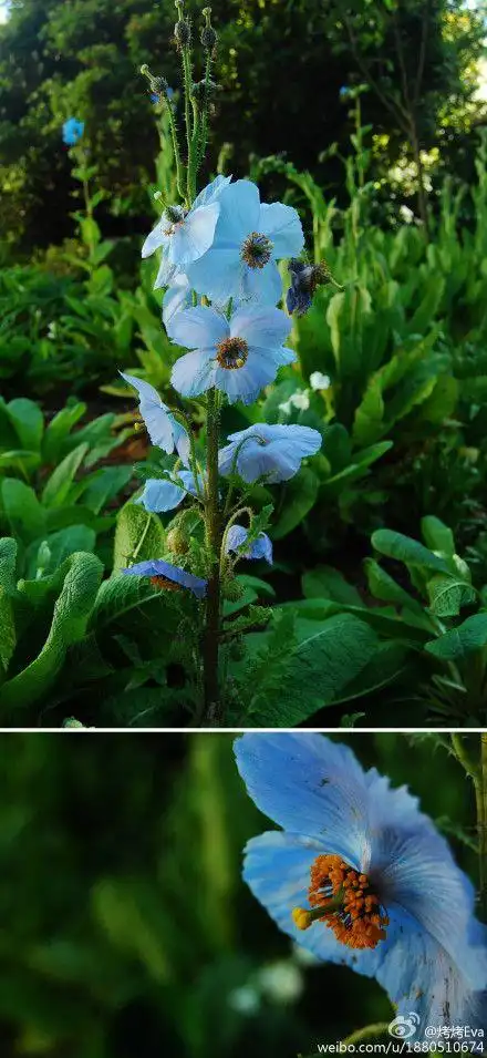 meconopsis aculeata 皮刺绿绒蒿