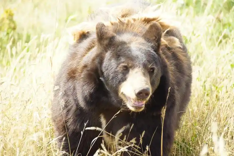丛林里出没的狗熊1680x1050分辨率查看