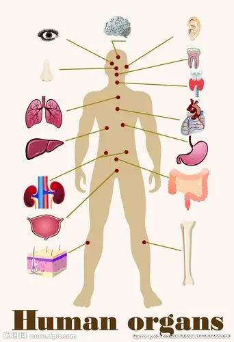 人体器官结构图