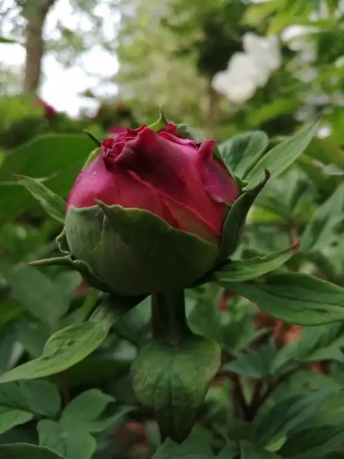 楼下小园牡丹花 - 美篇