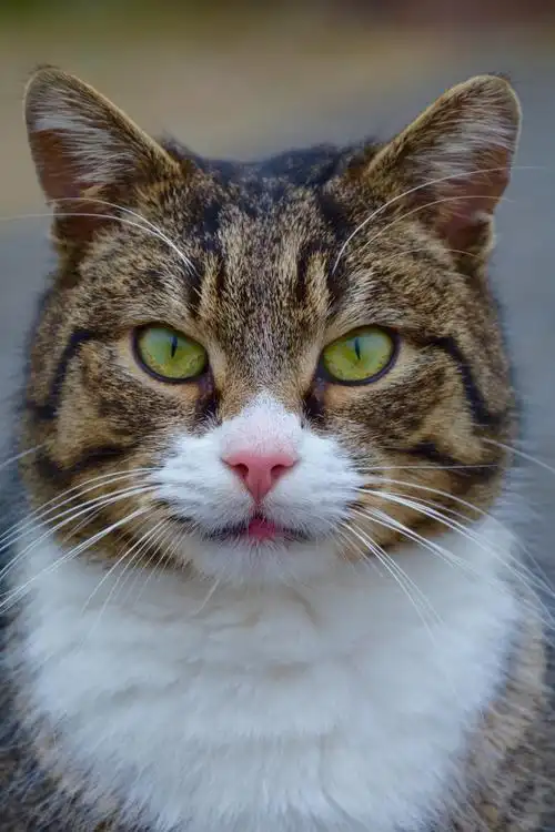 cat,kitten,pet,animal,futrzak,sweet,toddler