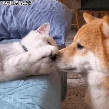 暖男柴遭英短女友撒娇攻势暧昧互动融化几万网友绝对真爱