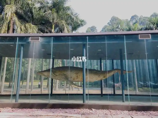 16615:鲸鱼标本来自太平洋西海岸的虎鲸,是由日本新生代最有才华