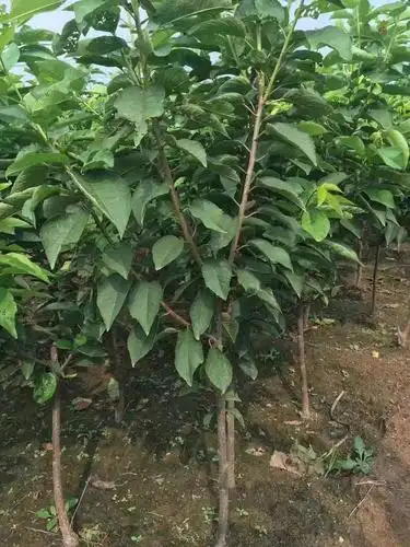 黑珍珠苗黑珍珠樱桃树苗车厘子樱桃树苗纯种嫁接当年结果
