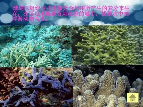海洋生物简介ppt