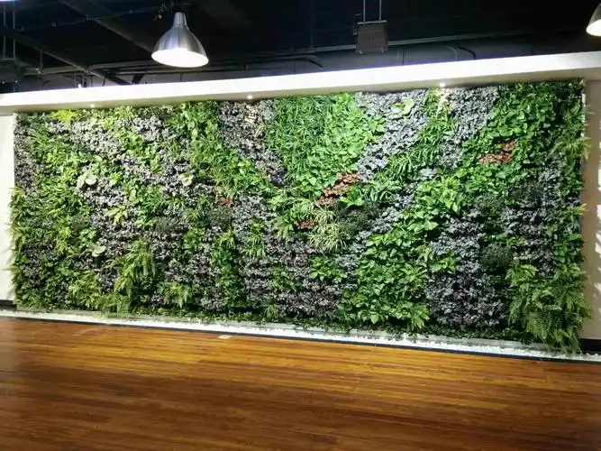 植物墙|绿植墙