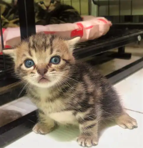 自养美短棕虎斑领养(我来更新猫仔照片啦)