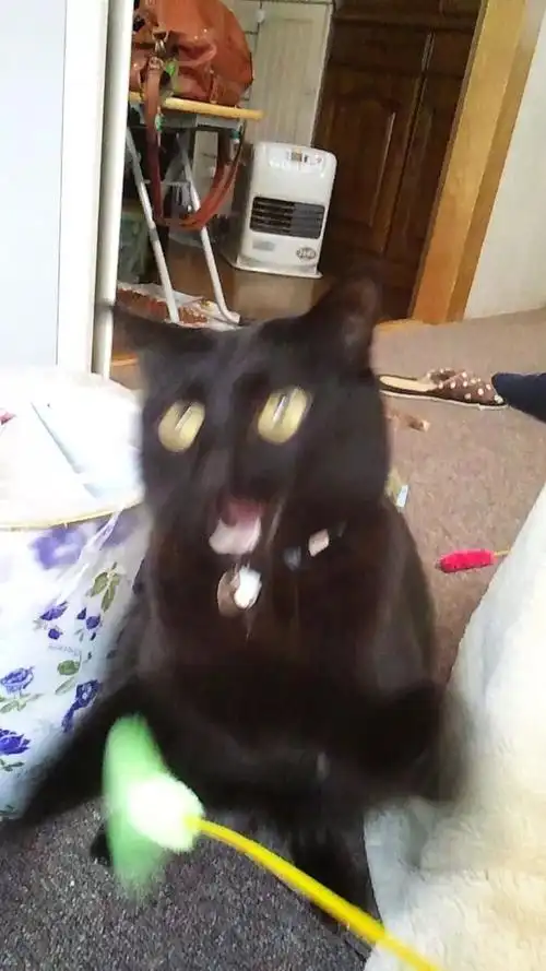 火爆网络的猫咪丑照大赛表情包你随便做论颜艺喵星人输过谁