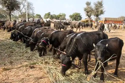 世界第一"牛国",牛的数量超过日本人口,但宪法却规定禁止杀牛