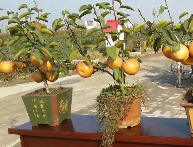 矮化果树盆景盆栽果树哪种好养活