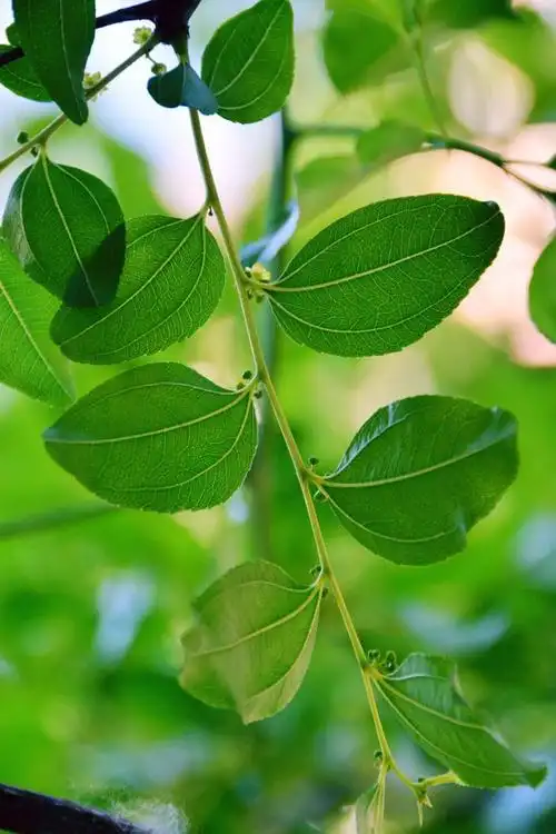 枣树叶原创拍摄