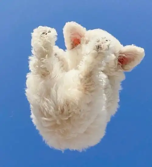 治愈系 萌宠 可爱头像