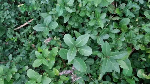 想知道这是什么草本植物