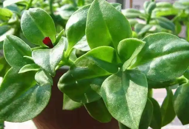 "高血压,高血脂,高血糖"的"克星"就是三七粉