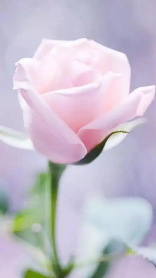 唯美玫瑰花壁纸高清图片,玫瑰花 唯美壁纸,唯美玫瑰花壁纸图片大全