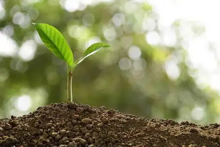 从土壤中生长的树苗图片