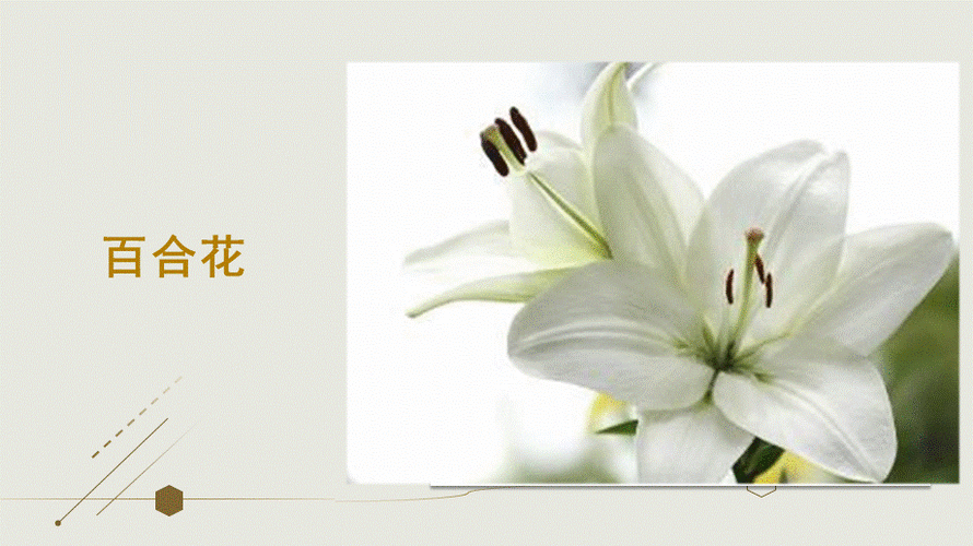 百合花pptx