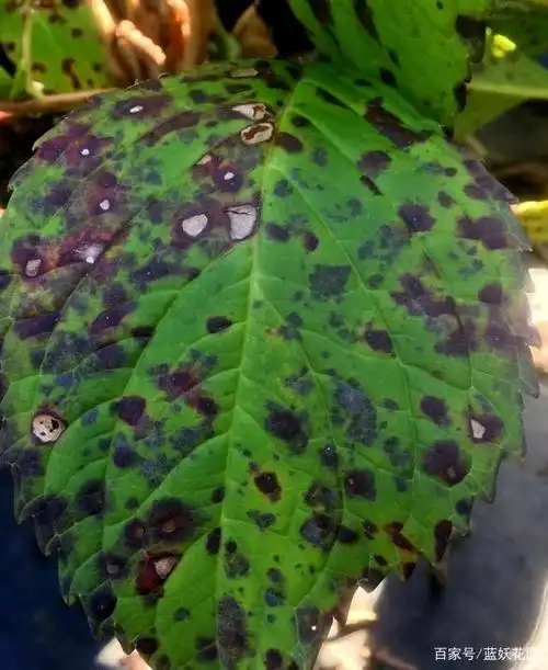 绣球花叶面上的褐斑,到底是晒伤还是病?