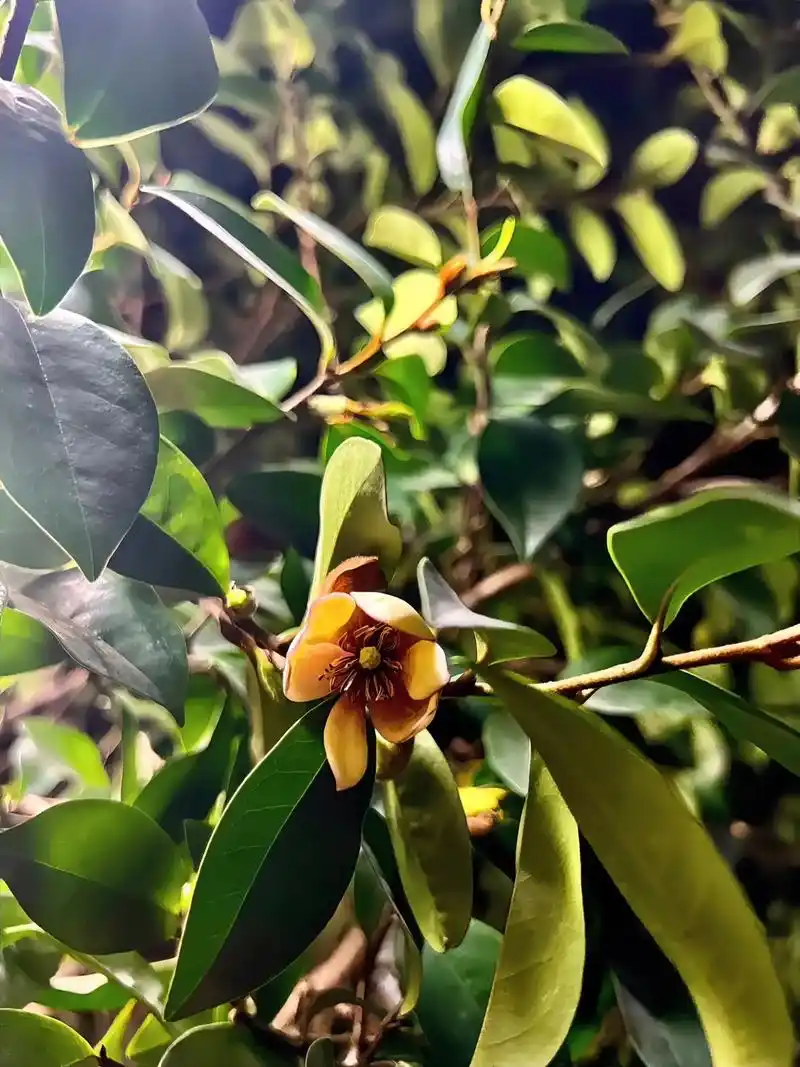 我有一棵树名"含笑" 3岁来到我身边,现在8岁了 开淡雅不太 - 抖音