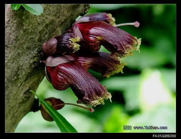 叉叶木蜡烛树十字架