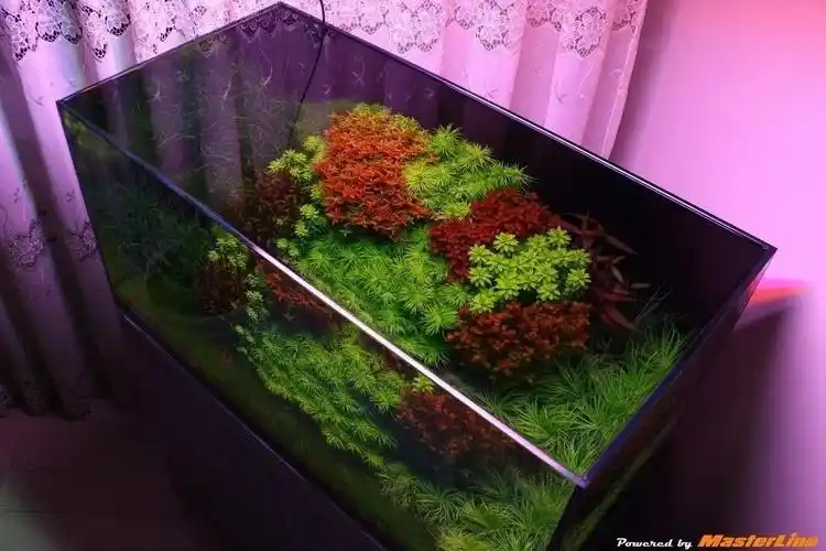 老外的荷兰造景缸