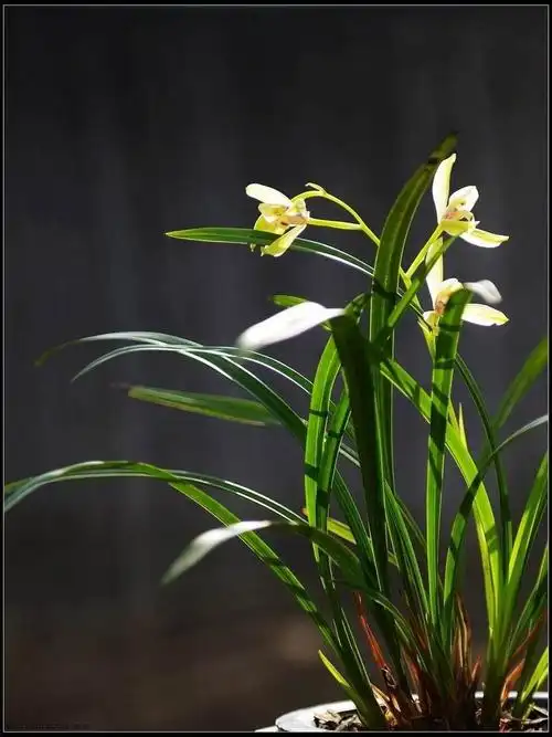 最美最贵属:兰花(原创)(副本)