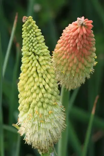 【转载】宝塔花[原创末修饰]