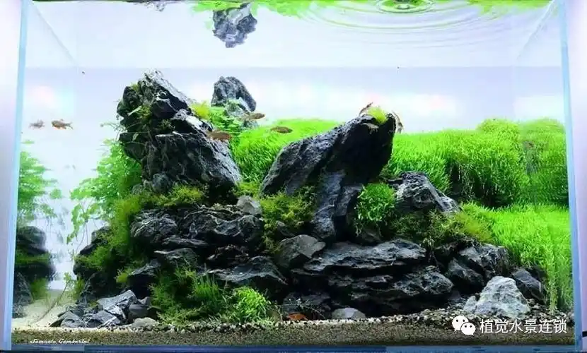 清新到爆炸这样的石景小草缸看完你做你也行