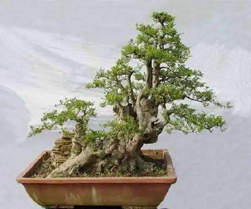 为什么培养多年的盆景树桩出现腐烂的情形?