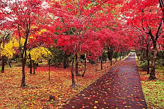 隧道,红枫,树,小路红枫红枫,秋色秋天,红枫,叶子蓝天下的红色枫叶美国