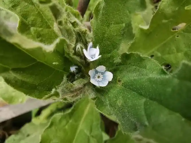 婆婆纳三天没出门核酸植物变化好大