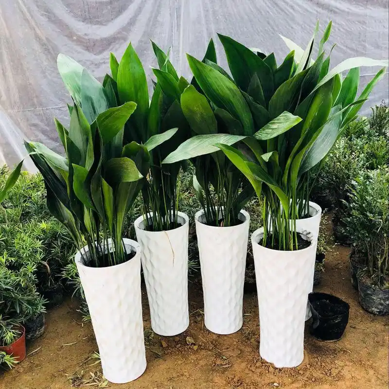 但你知道吗?不是所有的植物都适合放在室内哦.