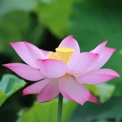 简单而走心的图片头像 高清好看独一无二唯美的图片头像_微信头像