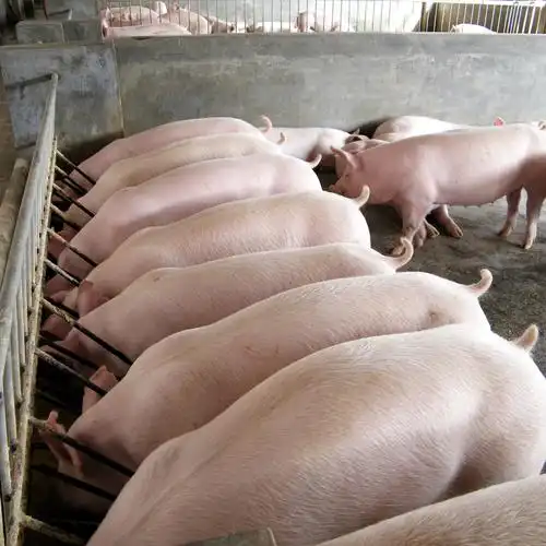 刀具_刀片_铣刀_广安岳池农家养殖土猪 天然养殖 绿