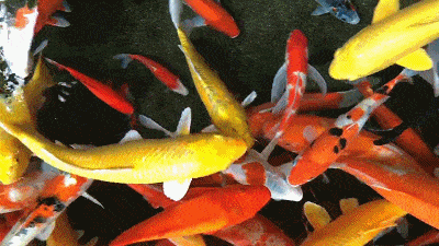 400_225gif 动态图 动图