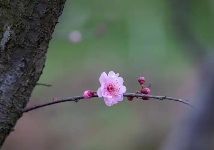 一枝梅8南京溧水秦淮梅园