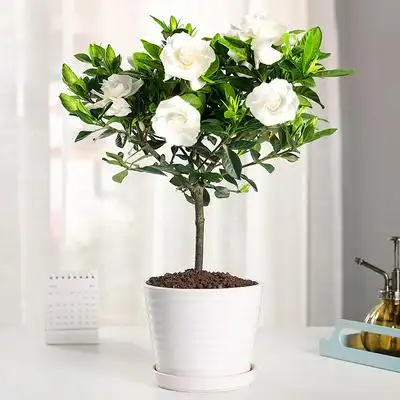 栀子花盆栽花卉植物室内春季办公室绿植四季易活好养稀有老桩树苗