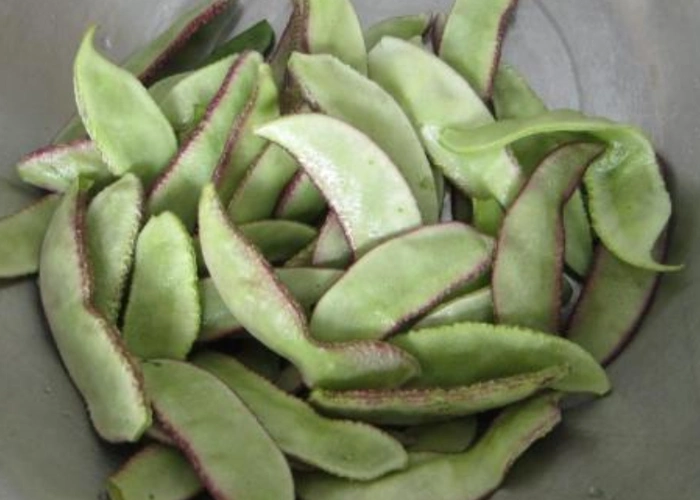 鲜白扁豆的功效与作用白扁豆的主要功效