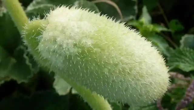 这种植物被称为喷子只要用对了地方还是很有用