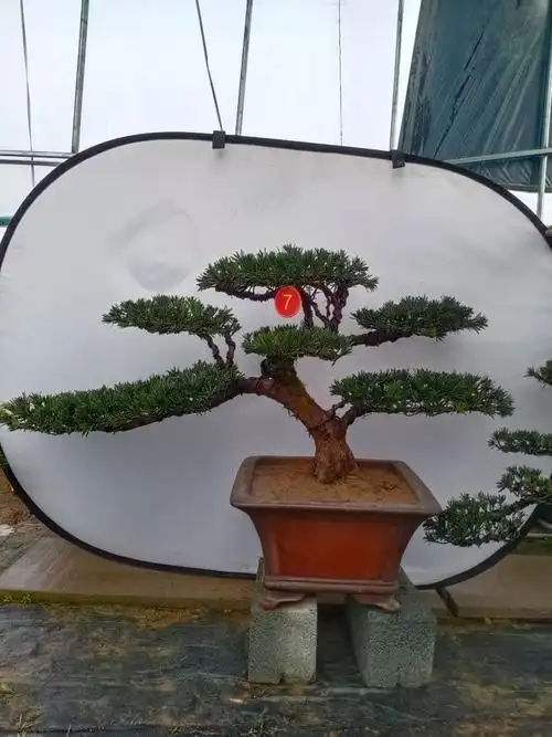 3米左右罗汉松 10cm(含)-15cm(不含)【图片 价格 品牌 报价】-京东