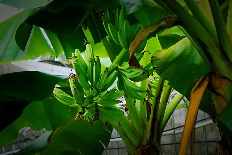 生机盎然芭蕉树