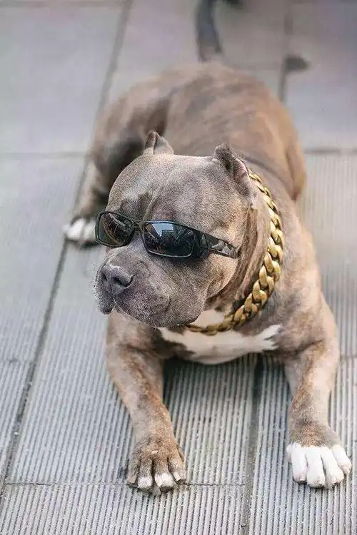 恶霸犬为什么越来越多人养?主人:养了之后就看不上其他狗