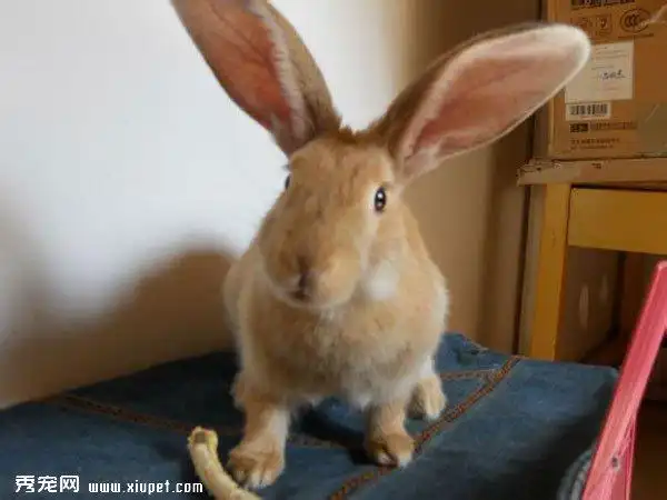 【宠物兔图片】兔子成长图集