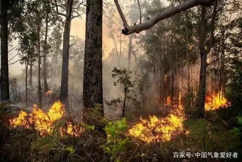 澳洲大火烧死几万头考拉,当局扑杀五千骆驼!专家:为了生态平衡