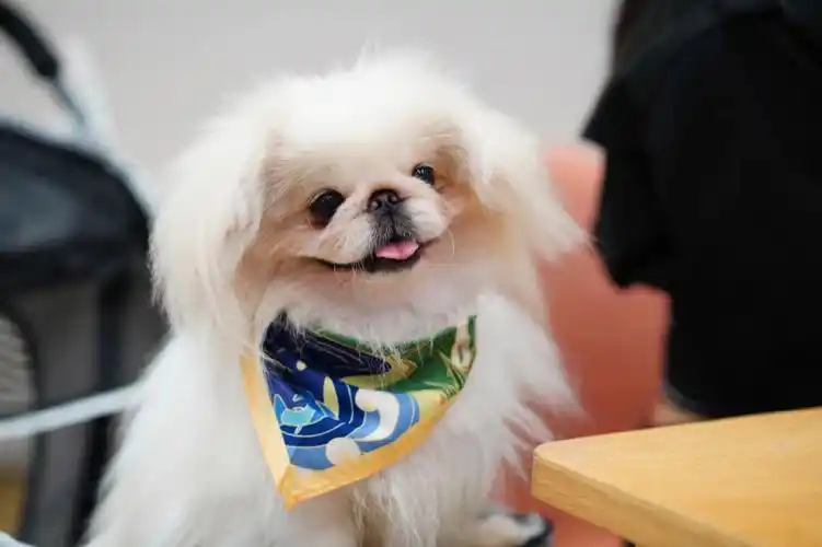 京巴#北京犬 #我家宠物好可爱 ,小可爱一岁半了!看它笑的好开森.看着