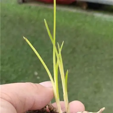 才**俩惠兰**小黄草黄心