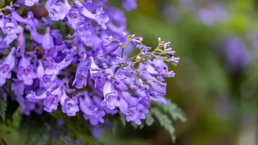 浪漫蓝花楹正在派送,请准备签收哦!