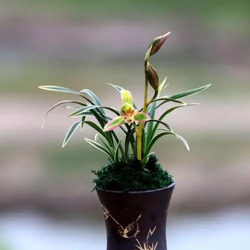 帝王妃兰花 金边矮种 兰花苗 四季兰开花超香兰花 建兰精品妃朵芮蜜