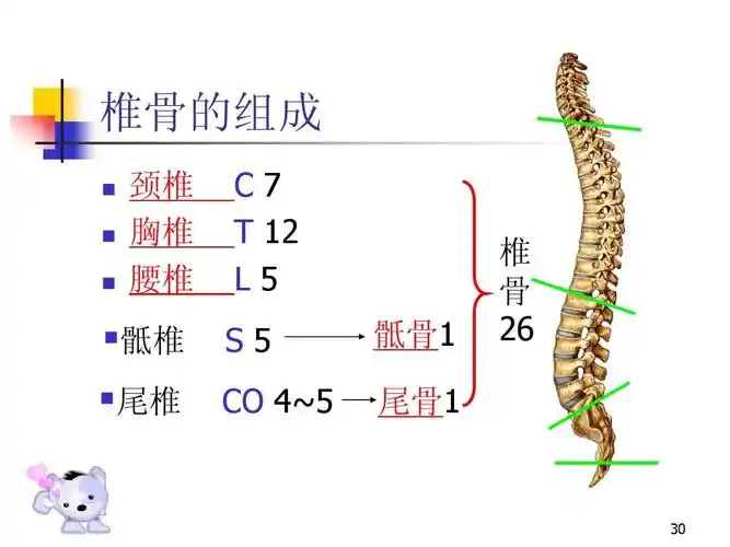 颈椎 胸椎 腰椎 c7 t    l5 s5 co 4~5 骶骨1 尾骨1  骶椎  尾椎