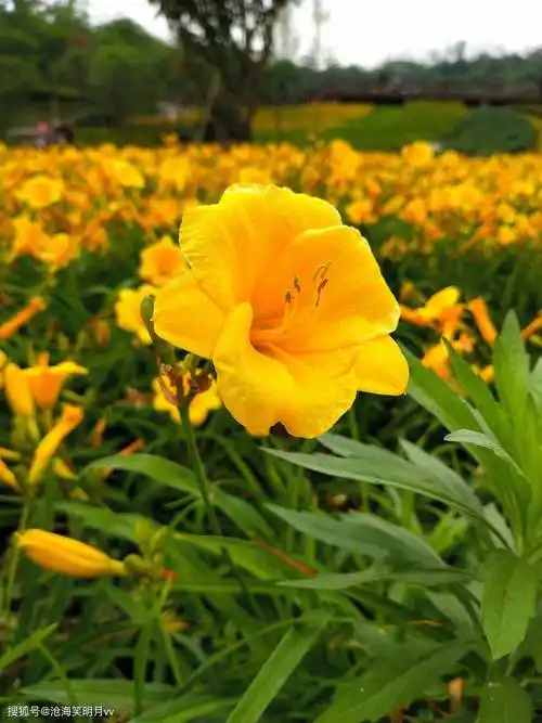 金娃娃萱草:心无芥蒂的娃娃脸美人,花靥含笑解恚忘忧_资阳_图片_公园